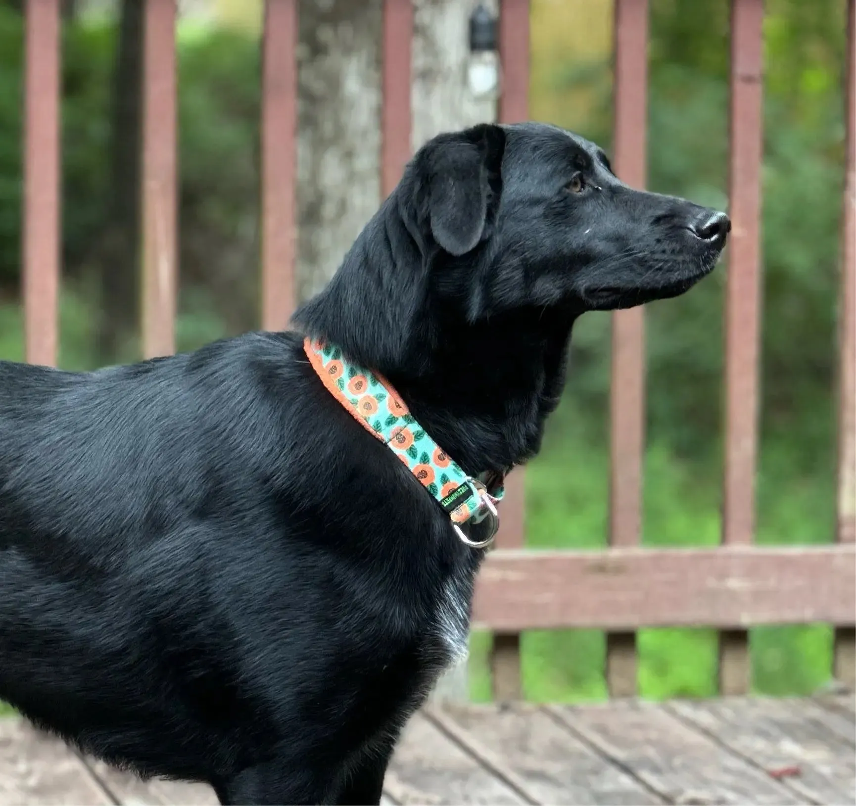 1" Josie Everyday Limited Slip Collar
