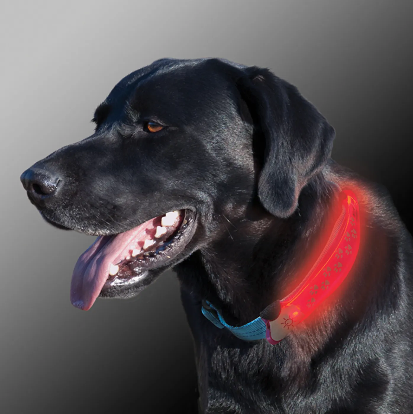 Nite Dawg - LED Dog Collar COVER