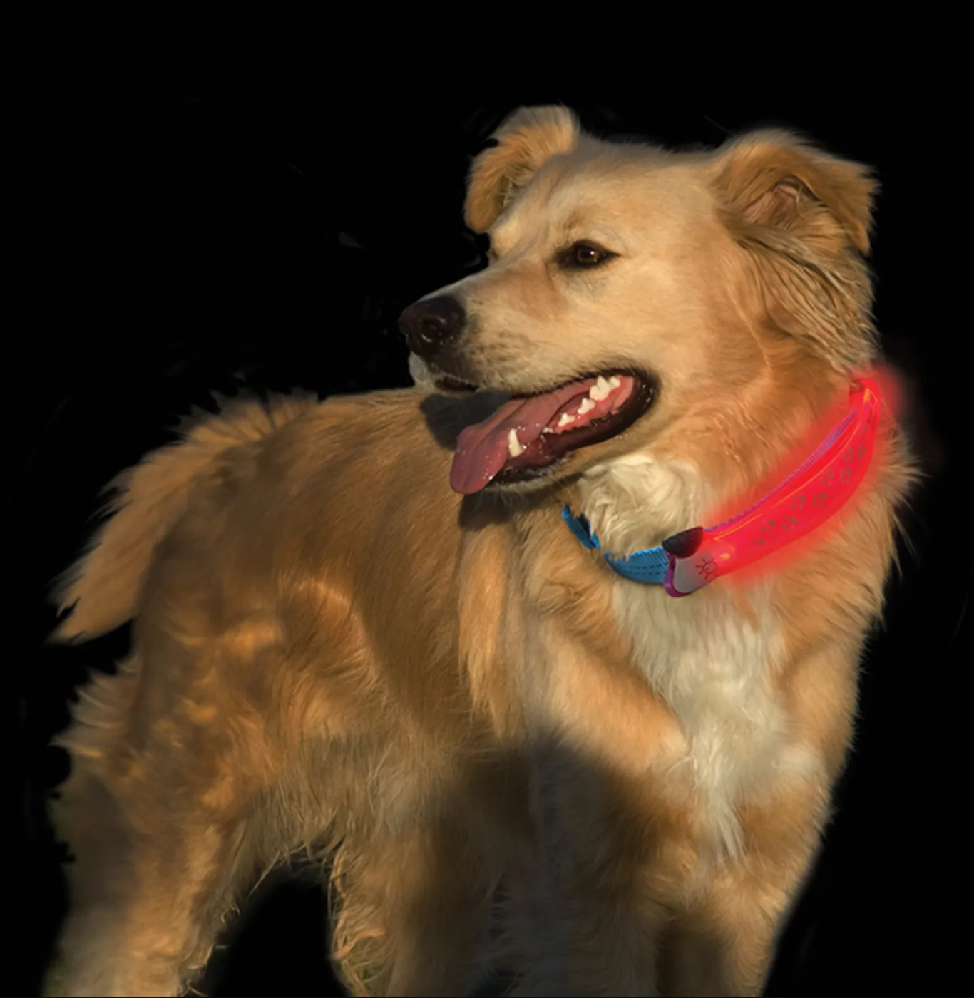 Nite Dawg - LED Dog Collar COVER