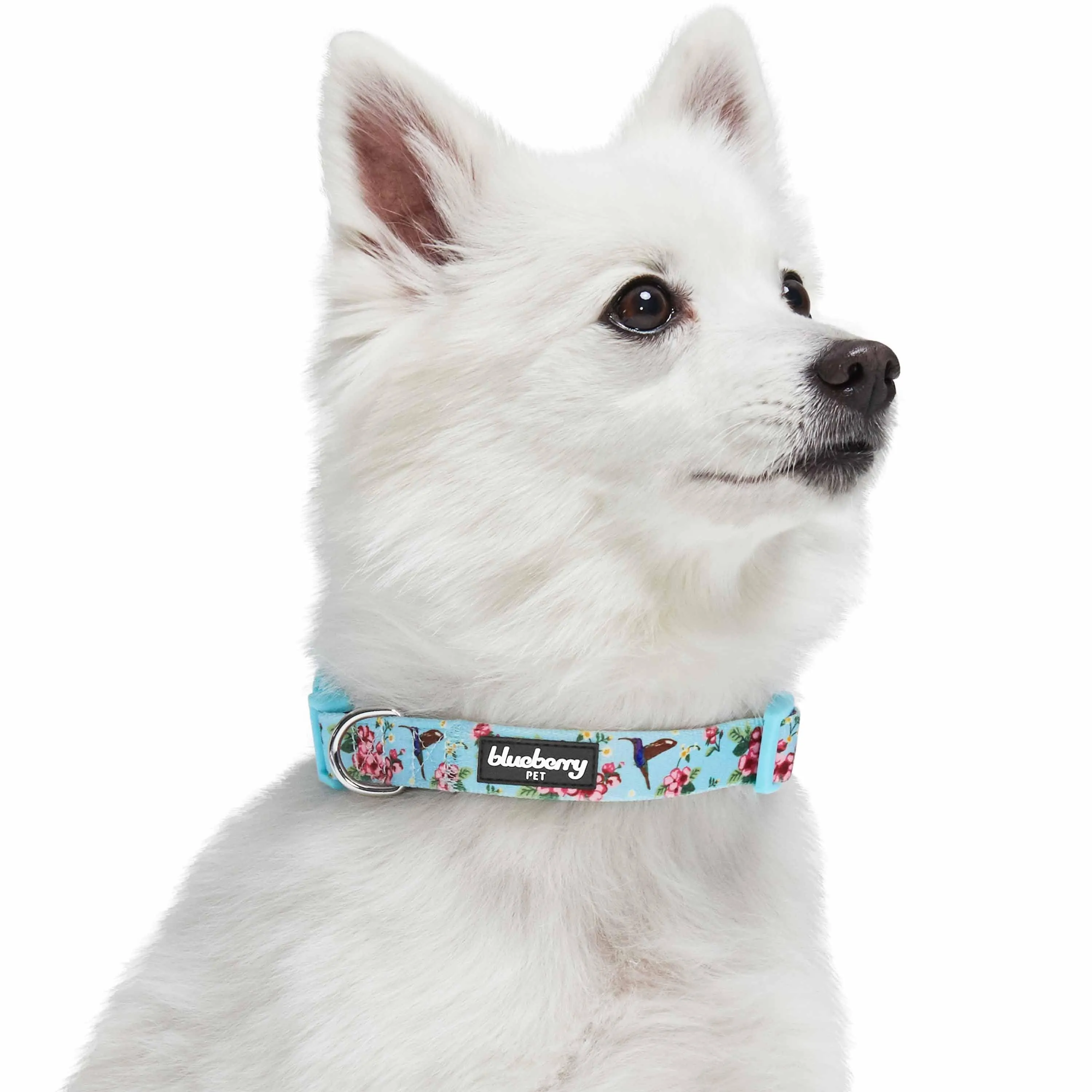 Petal Paws Floral Flower and Hummingbird Dog Collar