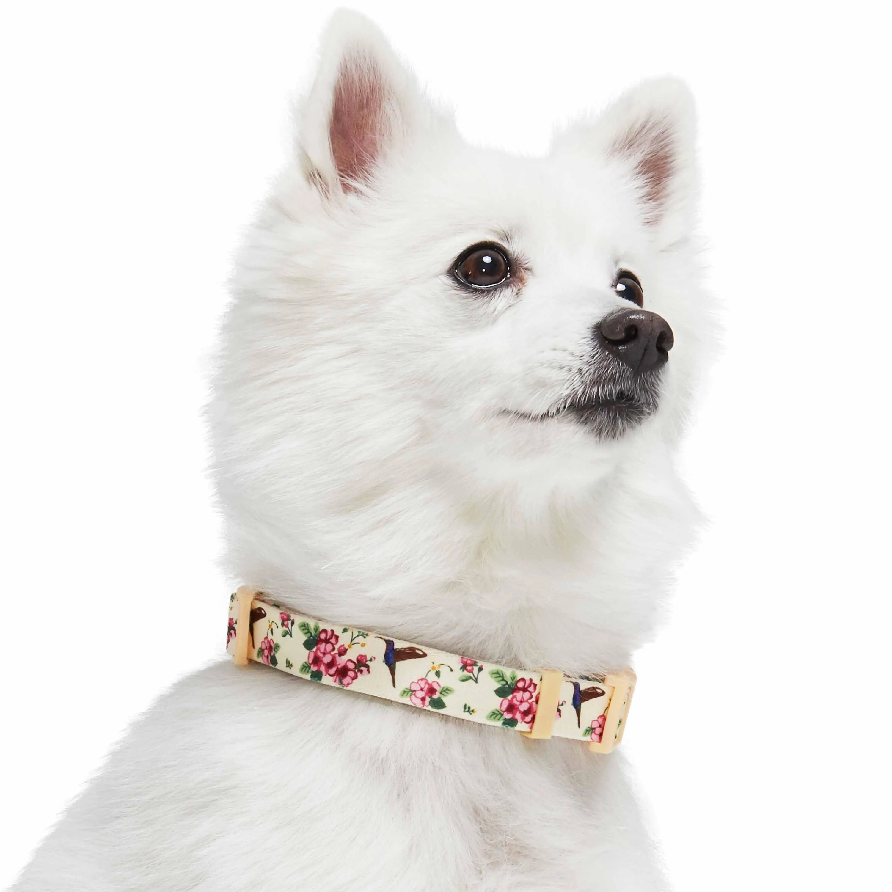 Petal Paws Floral Flower and Hummingbird Dog Collar