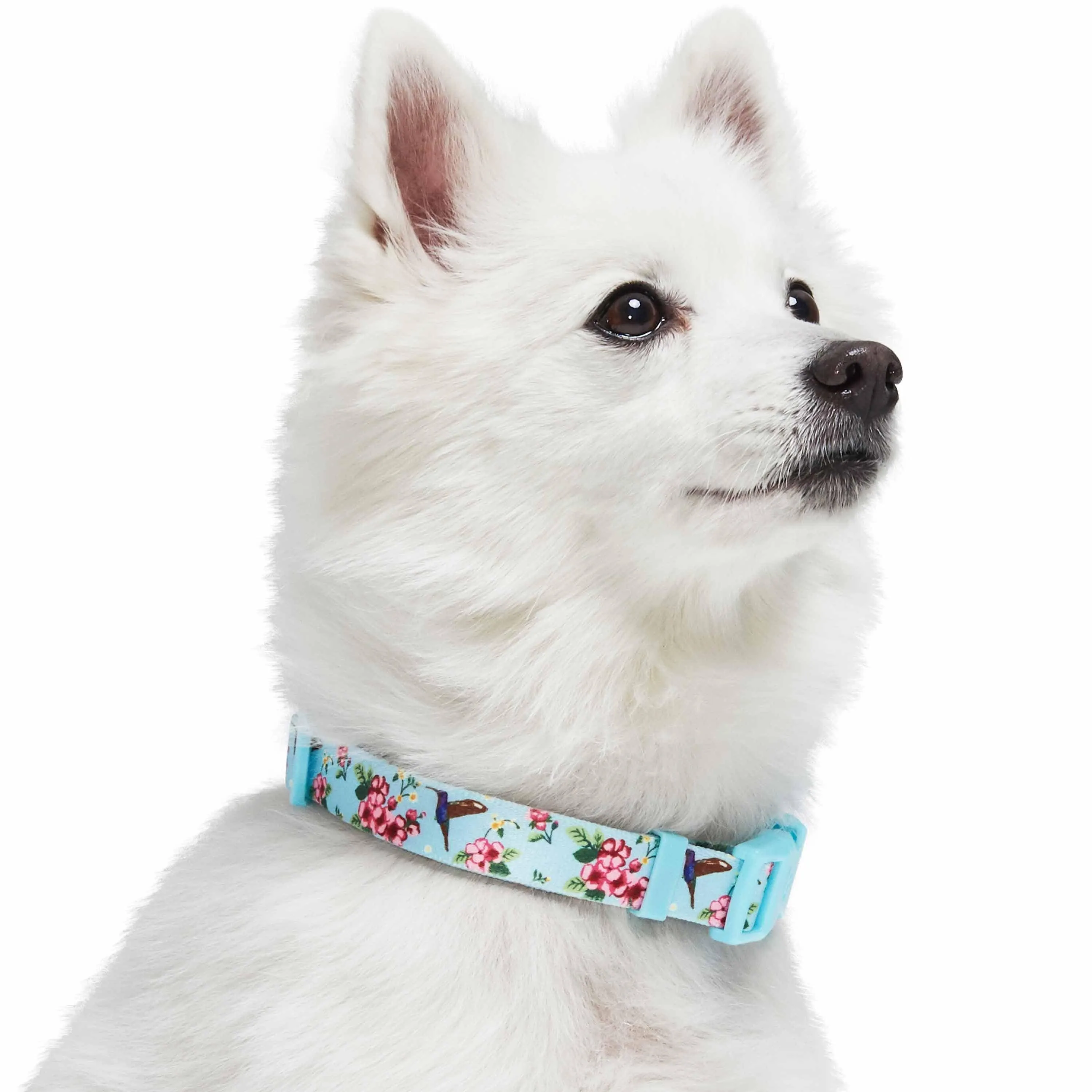 Petal Paws Floral Flower and Hummingbird Dog Collar