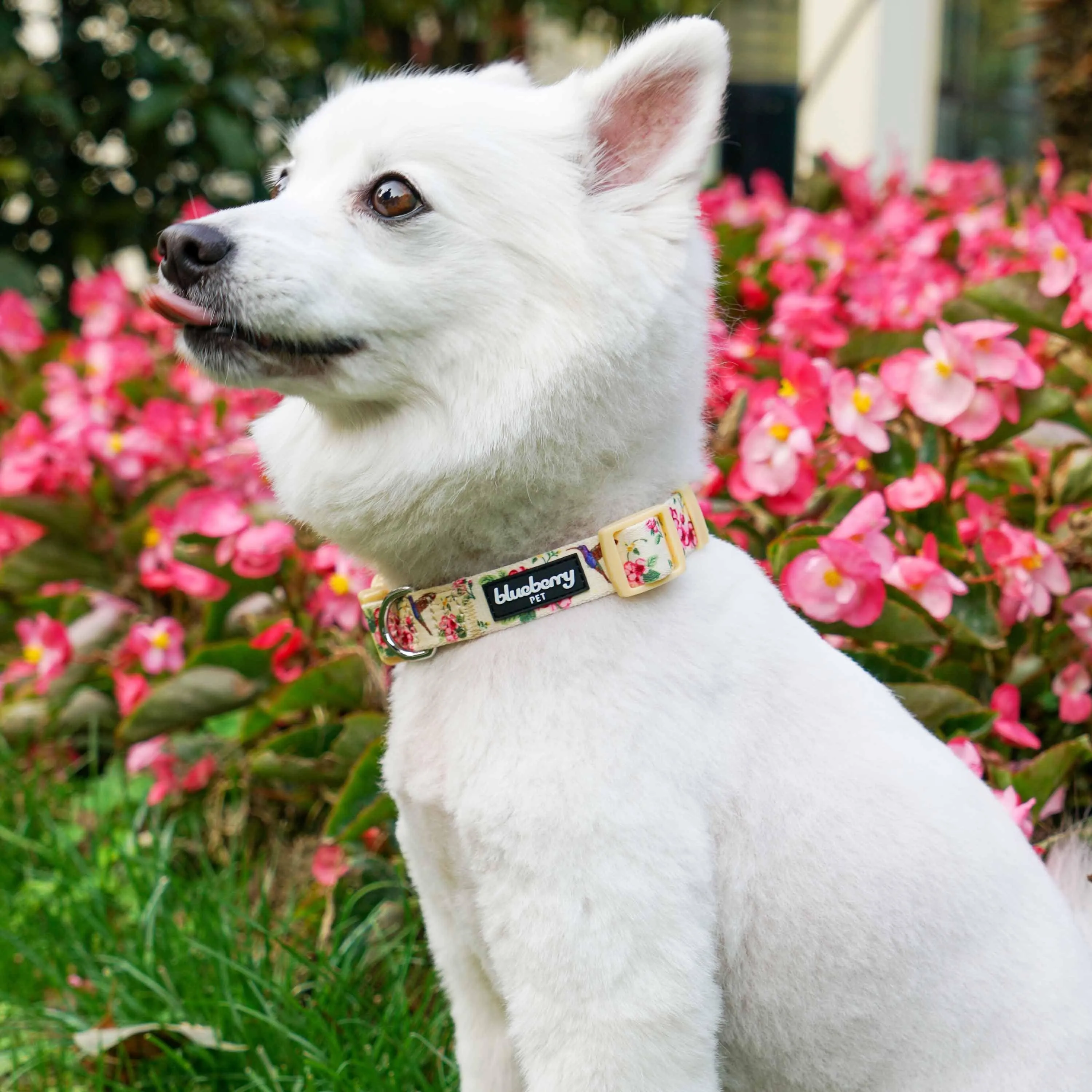 Petal Paws Floral Flower and Hummingbird Dog Collar